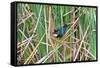 USA, Florida, Immokalee, Purple Gallinule-Bernard Friel-Framed Stretched Canvas