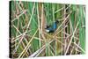 USA, Florida, Immokalee, Purple Gallinule-Bernard Friel-Stretched Canvas