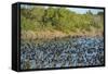 USA, Florida, Merritt Island, National Wildlife Refuge, American Coot.-Lisa S. Engelbrecht-Framed Stretched Canvas