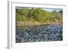 USA, Florida, Merritt Island, National Wildlife Refuge, American Coot.-Lisa S. Engelbrecht-Framed Photographic Print