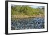 USA, Florida, Merritt Island, National Wildlife Refuge, American Coot.-Lisa S. Engelbrecht-Framed Photographic Print