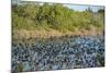 USA, Florida, Merritt Island, National Wildlife Refuge, American Coot.-Lisa S. Engelbrecht-Mounted Photographic Print