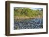 USA, Florida, Merritt Island, National Wildlife Refuge, American Coot.-Lisa S. Engelbrecht-Framed Photographic Print