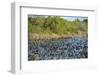 USA, Florida, Merritt Island, National Wildlife Refuge, American Coot.-Lisa S. Engelbrecht-Framed Photographic Print