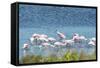 USA, Florida, Merritt Island, NWF, Roseate Spoonbills-Jim Engelbrecht-Framed Stretched Canvas