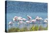 USA, Florida, Merritt Island, NWF, Roseate Spoonbills-Jim Engelbrecht-Stretched Canvas