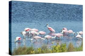 USA, Florida, Merritt Island, NWF, Roseate Spoonbills-Jim Engelbrecht-Stretched Canvas