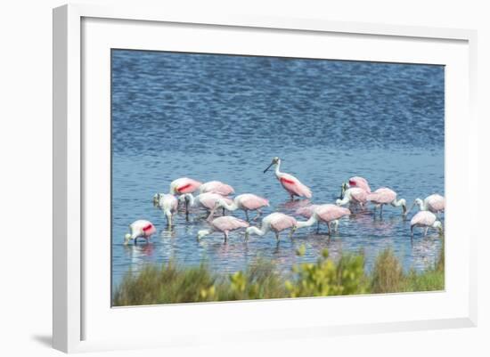 USA, Florida, Merritt Island, NWF, Roseate Spoonbills-Jim Engelbrecht-Framed Photographic Print