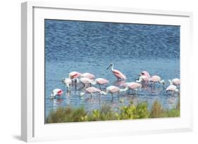 USA, Florida, Merritt Island, NWF, Roseate Spoonbills-Jim Engelbrecht-Framed Photographic Print