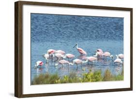 USA, Florida, Merritt Island, NWF, Roseate Spoonbills-Jim Engelbrecht-Framed Photographic Print