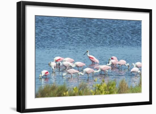 USA, Florida, Merritt Island, NWF, Roseate Spoonbills-Jim Engelbrecht-Framed Photographic Print