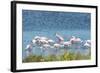 USA, Florida, Merritt Island, NWF, Roseate Spoonbills-Jim Engelbrecht-Framed Photographic Print