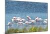 USA, Florida, Merritt Island, NWF, Roseate Spoonbills-Jim Engelbrecht-Mounted Photographic Print