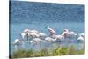 USA, Florida, Merritt Island, NWF, Roseate Spoonbills-Jim Engelbrecht-Stretched Canvas