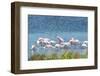 USA, Florida, Merritt Island, NWF, Roseate Spoonbills-Jim Engelbrecht-Framed Photographic Print