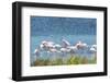 USA, Florida, Merritt Island, NWF, Roseate Spoonbills-Jim Engelbrecht-Framed Photographic Print