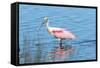 USA, Florida, Merritt Island, Nwr, Roseate Spoonbills-Jim Engelbrecht-Framed Stretched Canvas
