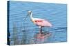 USA, Florida, Merritt Island, Nwr, Roseate Spoonbills-Jim Engelbrecht-Stretched Canvas