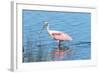 USA, Florida, Merritt Island, Nwr, Roseate Spoonbills-Jim Engelbrecht-Framed Photographic Print