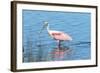 USA, Florida, Merritt Island, Nwr, Roseate Spoonbills-Jim Engelbrecht-Framed Photographic Print