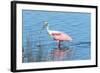 USA, Florida, Merritt Island, Nwr, Roseate Spoonbills-Jim Engelbrecht-Framed Photographic Print