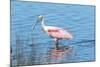 USA, Florida, Merritt Island, Nwr, Roseate Spoonbills-Jim Engelbrecht-Mounted Photographic Print