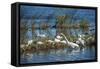USA, Florida, Merritt Island, NWR, White Ibis and Great Egret.-Lisa S. Engelbrecht-Framed Stretched Canvas
