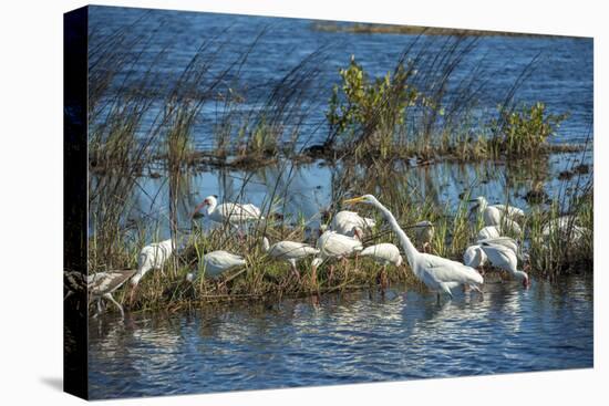 USA, Florida, Merritt Island, NWR, White Ibis and Great Egret.-Lisa S. Engelbrecht-Stretched Canvas
