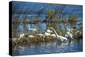 USA, Florida, Merritt Island, NWR, White Ibis and Great Egret.-Lisa S. Engelbrecht-Stretched Canvas