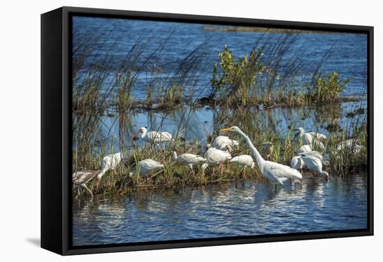 USA, Florida, Merritt Island, NWR, White Ibis and Great Egret.-Lisa S. Engelbrecht-Framed Stretched Canvas