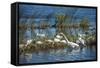 USA, Florida, Merritt Island, NWR, White Ibis and Great Egret.-Lisa S. Engelbrecht-Framed Stretched Canvas