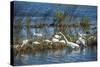 USA, Florida, Merritt Island, NWR, White Ibis and Great Egret.-Lisa S. Engelbrecht-Stretched Canvas