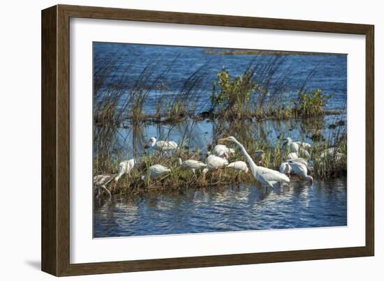 USA, Florida, Merritt Island, NWR, White Ibis and Great Egret.-Lisa S. Engelbrecht-Framed Photographic Print