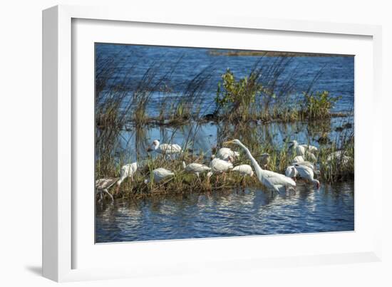 USA, Florida, Merritt Island, NWR, White Ibis and Great Egret.-Lisa S. Engelbrecht-Framed Photographic Print