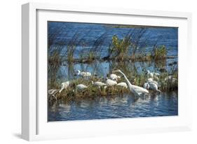 USA, Florida, Merritt Island, NWR, White Ibis and Great Egret.-Lisa S. Engelbrecht-Framed Photographic Print