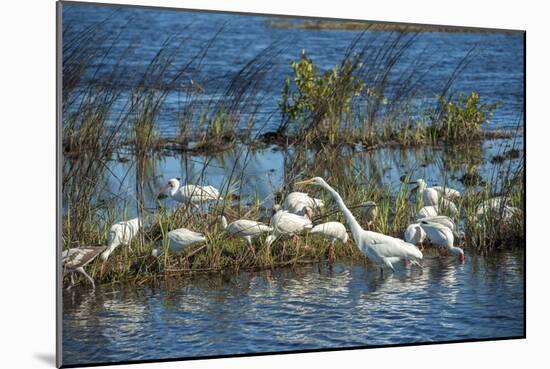 USA, Florida, Merritt Island, NWR, White Ibis and Great Egret.-Lisa S. Engelbrecht-Mounted Photographic Print