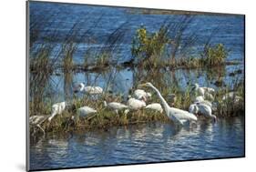 USA, Florida, Merritt Island, NWR, White Ibis and Great Egret.-Lisa S. Engelbrecht-Mounted Photographic Print