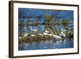 USA, Florida, Merritt Island, NWR, White Ibis and Great Egret.-Lisa S. Engelbrecht-Framed Photographic Print