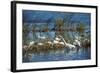 USA, Florida, Merritt Island, NWR, White Ibis and Great Egret.-Lisa S. Engelbrecht-Framed Photographic Print