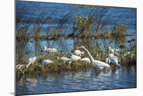 USA, Florida, Merritt Island, NWR, White Ibis and Great Egret.-Lisa S. Engelbrecht-Mounted Photographic Print