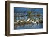 USA, Florida, Merritt Island, NWR, White Ibis and Great Egret.-Lisa S. Engelbrecht-Framed Photographic Print