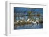 USA, Florida, Merritt Island, NWR, White Ibis and Great Egret.-Lisa S. Engelbrecht-Framed Photographic Print