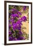 USA, Florida, New Smyrna Beach, Bougainvillea-Lisa S. Engelbrecht-Framed Photographic Print