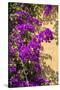 USA, Florida, New Smyrna Beach, Bougainvillea-Lisa S. Engelbrecht-Stretched Canvas