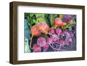 USA, Florida, New Smyrna Beach, fresh radish at farmers market.-Jim Engelbrecht-Framed Photographic Print