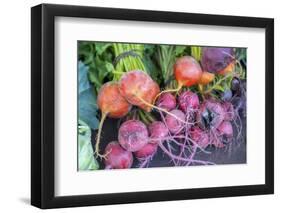 USA, Florida, New Smyrna Beach, fresh radish at farmers market.-Jim Engelbrecht-Framed Photographic Print