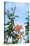 USA, Florida, New Smyrna Beach, Peach Colored Hibiscus-Lisa S. Engelbrecht-Stretched Canvas