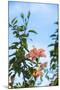 USA, Florida, New Smyrna Beach, Peach Colored Hibiscus-Lisa S. Engelbrecht-Mounted Photographic Print