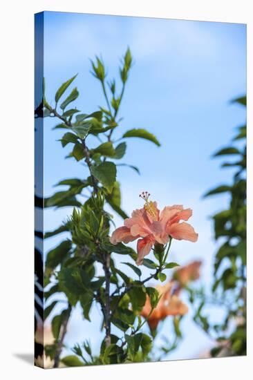 USA, Florida, New Smyrna Beach, Peach Colored Hibiscus-Lisa S. Engelbrecht-Stretched Canvas