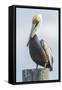 USA, Florida, New Smyrna Beach, Pelican Perched on Pylon-Jim Engelbrecht-Framed Stretched Canvas